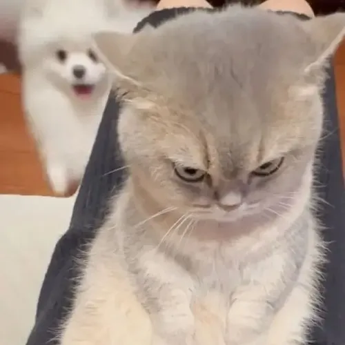 Meme hài mèo liếc phẩy thể hiện ánh mắt nheo pha chút nghi ngờ