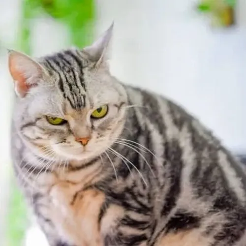 Hình troll mèo lườm sắc mô tả đuôi cong phản ánh thái độ khó chịu