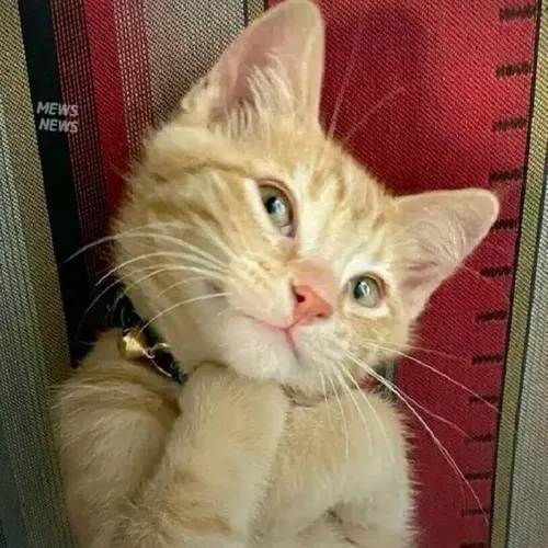 Hình meme hài mèo lườm ngang thể hiện ria cong rung nhẹ buồn cười