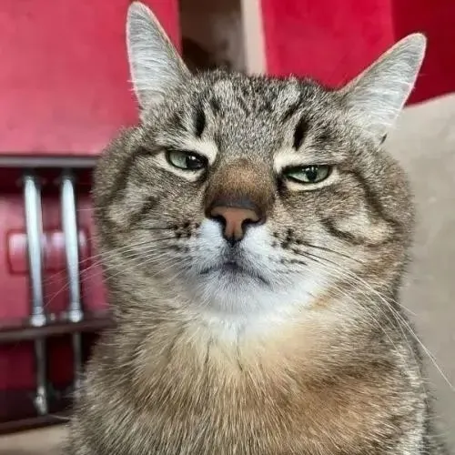 Bộ meme mèo liếc lườm siêu mỉa khiến group chat náo loạn