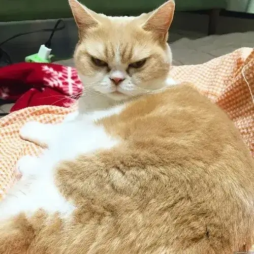 Khoảnh khắc mèo liếc xéo cho phản hồi gắt mà không cần lời