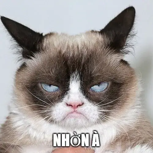 Trọn bộ ảnh mèo nguýt nhẹ chuẩn mood đối đáp tin nhắn khó chịu