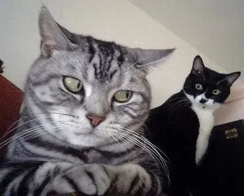 Khi mèo nhìn lệch một cái là hiểu: vibe khinh nhẹ lên ngôi