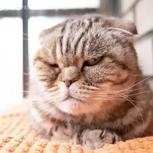 Mèo lườm ngang thành meme, nhìn thôi cũng thấy châm biếm