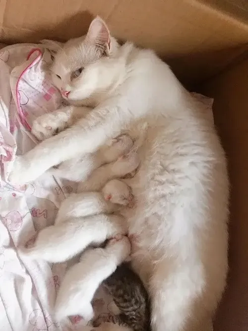 Meme mèo liếc mô tả ánh mắt nheo tạo cảm giác nghi ngờ