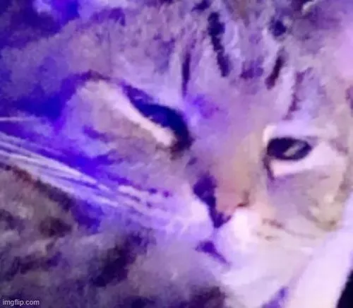 Hình chế meme vui mèo liếc nhẹ mô tả mắt mèo hẹp lại tinh ranh