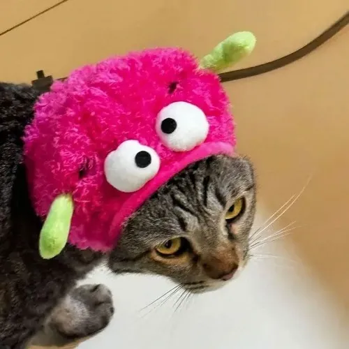 Khoảnh khắc mèo liếc xéo cho thấy tai vểnh cao đầy thái độ