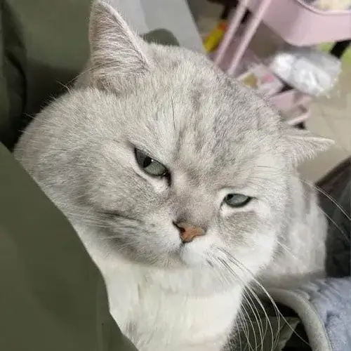 Ảnh troll mèo nhìn lệch mô tả dáng đầu xoay nhẹ khi bị hỏi khó