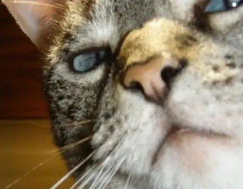 Ảnh hài mèo nhìn khinh tái hiện biểu cảm nén lại cùng ria dài