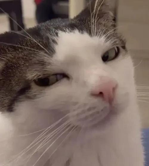 Meme mèo nguýt nhẹ mô phỏng đồng tử hẹp như đang soi sâu ai đó