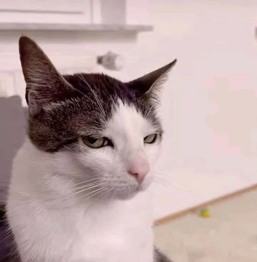 Ảnh chế mèo liếc lệch nêu nếp mặt nghi ngờ lan ra rất rõ