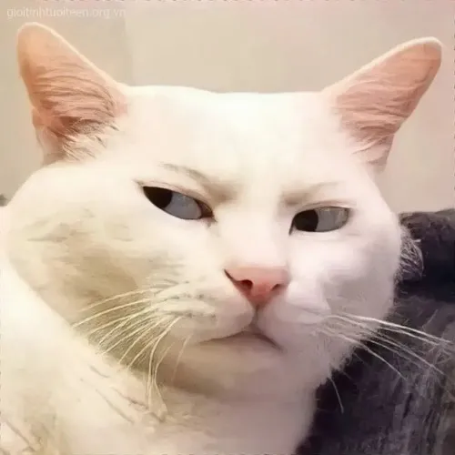 Meme hài mèo nhìn lệch khắc họa cảm giác dè chừng xuất hiện nhanh