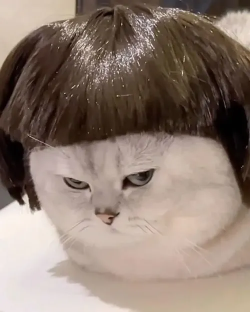 Hình meme vui mèo ngồi méo mó mang vibe lầy lội