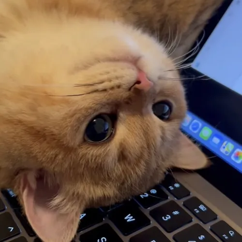 Ảnh troll ngáo ngơ thả vibe bựa bất chợt