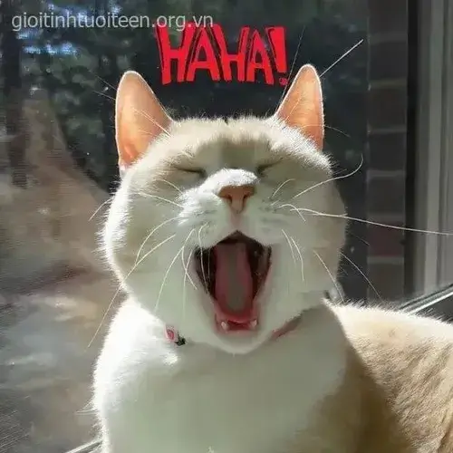 Một khoảnh khắc nghịch ngợm được phóng đại đầy duyên trong loạt meme mèo cười