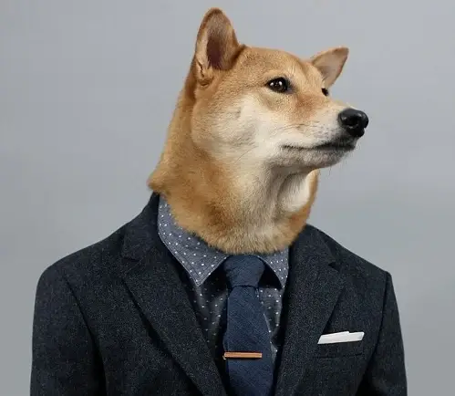 Khi chó mặc vest thể hiện tinh thần lãnh đạo trong cuộc trò chuyện bất ổn