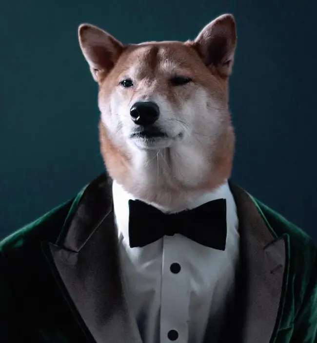 Meme chó vest cực hợp lúc bạn muốn tỏ ra chuyên nghiệp nhưng bất lực