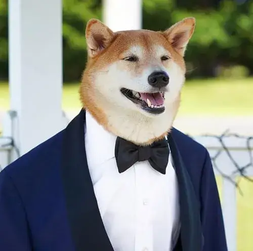 Chó mặc vest trở thành biểu tượng sang hài khi ai đó tự tin quá mức