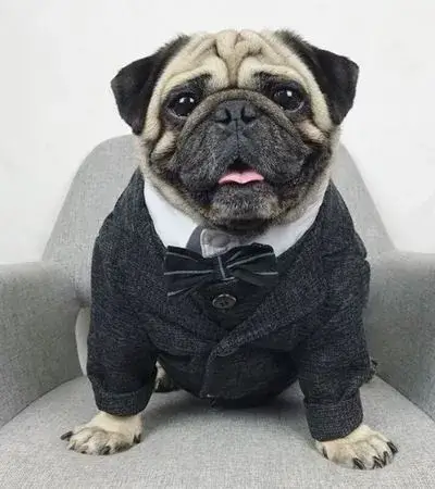 Ảnh chế chó diện đồ Shiba Inu khí chất lãnh đạo thu nhỏ