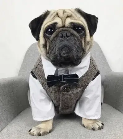 Hình chế meme chó đội cà vạt nhìn nghiêm nhưng gây hài