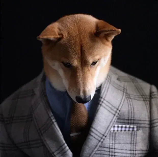 Meme chế chó quý ông dáng đứng tự tin mô phỏng con người cực hài thị giác