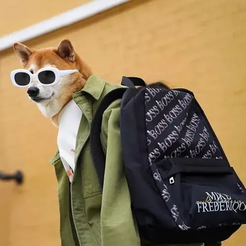 Ảnh vui chó phục trang chỉnh chu đứng thẳng tạo nét hài thị giác nổi bật