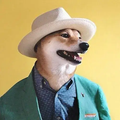 Ảnh meme vui chó bảnh bao biểu tượng sang chảnh trong khung cảnh dàn dựng