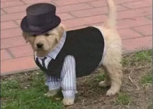 Hình meme hài chó vest chỉnh chu dáng đứng nghiêm đầy thần thái