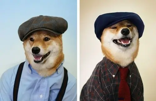 Khi chú chó mặc vest làm tăng độ mặn cho khoảnh khắc nói chuyện căng