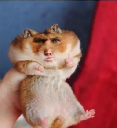 Ảnh vui hamster ngơ ngác má hamster phồng tròn trông cực duyên