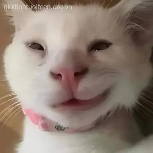 Ảnh meme mèo nét mặt cười khẩy kèm cảm giác bị dỗi khéo