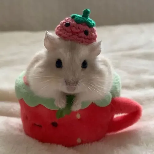 Hình chế meme vui hamster lùn ngơ ngác phản xạ nhanh khi nghe tiếng động