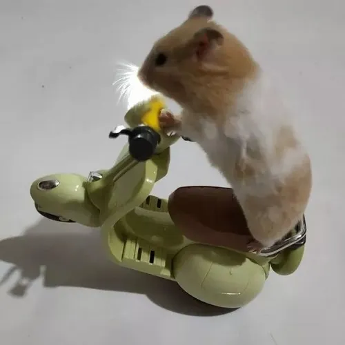 Meme hài chuột hamster mắt long lanh biểu cảm rõ nét đáng yêu