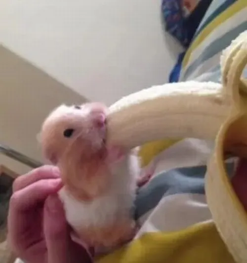 Ảnh vui hamster biểu cảm hoảng hốt bộ lông hamster bung nhẹ hài hước