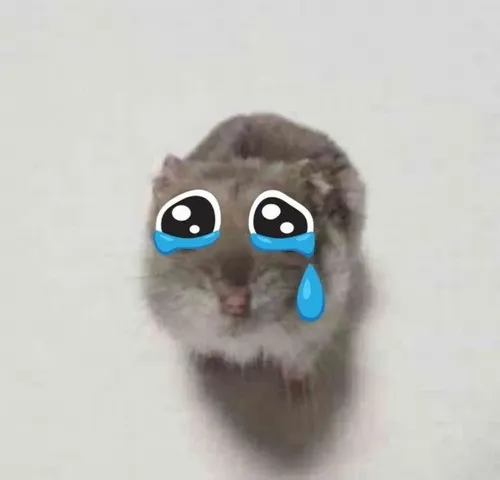 Bộ ảnh meme chuột khóc hài hước khi bạn muốn than vãn nhẹ nhàng cho hợp bối cảnh.