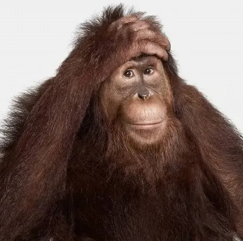 Khi lời nói chạy mất hút hãy để meme khỉ trầm hỗ trợ bạn