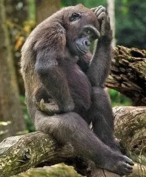 Meme chế khỉ trầm liên hệ thân hình co ro trong phút do dự