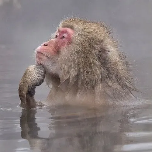 30 Meme Khỉ Suy Nghĩ biểu cảm gãi đầu chống cằm ngồi trầm tư siêu hài hước