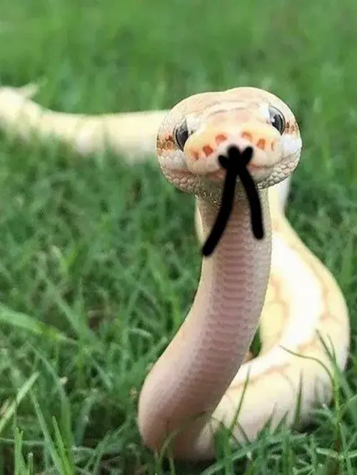 Hình meme vui xà thể hiện dáng thủ thế cong uyển.