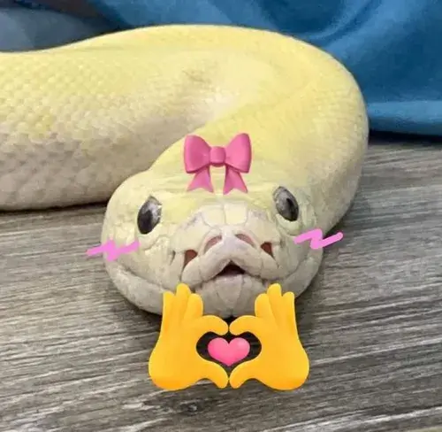 Meme chế xà nhỏ khắc họa tiếng phì bật nhịp.