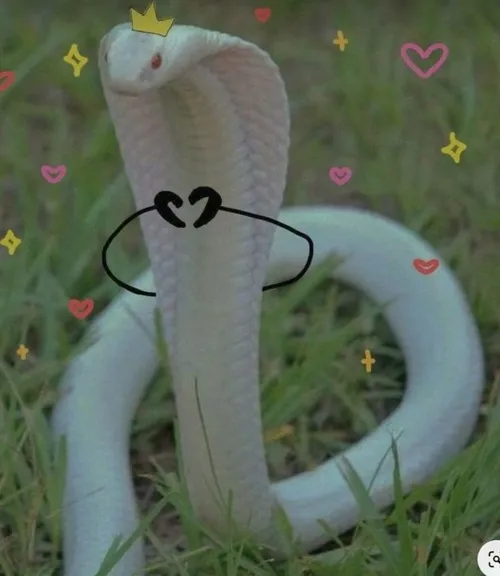 Meme vui xà nhỏ nêu lớp vảy phản sáng đẹp.