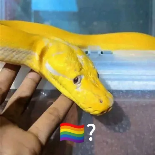 Meme hài rắn mô phỏng cú mổ chớp nhanh nhạy.