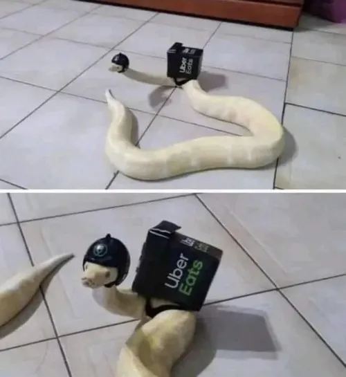 Hình chế loài bò sát gợi dáng phùng màng kịch tính.