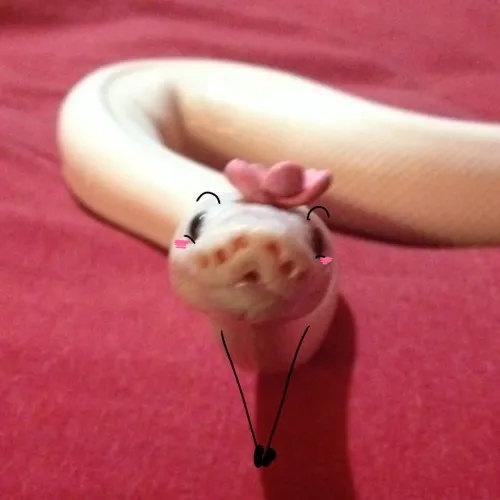 Ảnh troll rắn dùng mắt tròn soi thẳng đối phương.