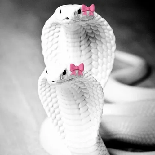 Ảnh vui xà nhỏ khắc họa đường uốn mềm mại.