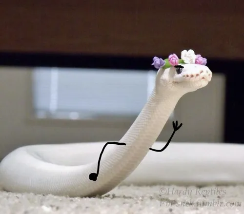 Meme con rắn thể hiện thân dài quấn vòng tinh quái.