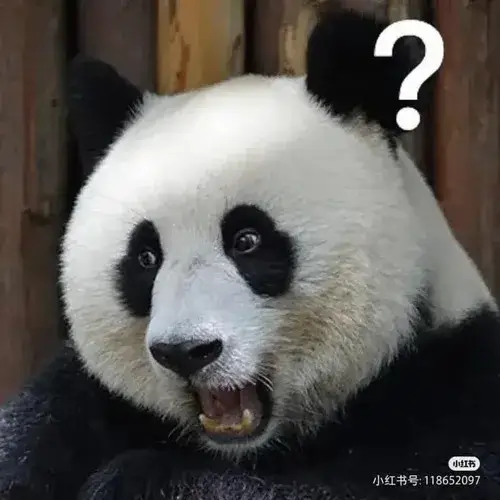 Ánh nhìn gấu trúc troll bựa rất hợp khi phát hiện chi tiết sai sai