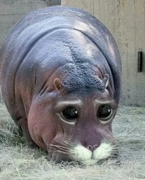 Ảnh troll hà mã ục ịch kết nối cá sấu và bãi bùn