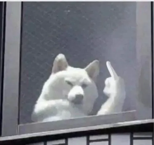 Cảm giác bị bắt lỗi nhân đôi nhờ biểu cảm husky giơ chân chỉ thẳng