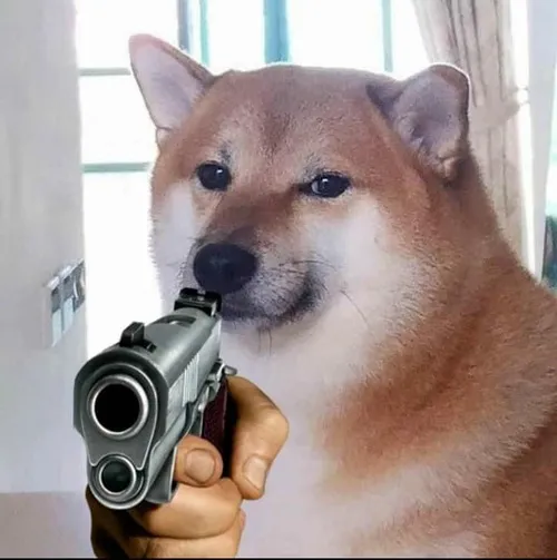 Lúc cần nhắc nhở mặn mà, hình husky chỉa súng